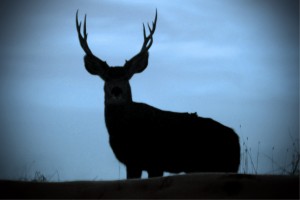 The Deer We Almost Ate