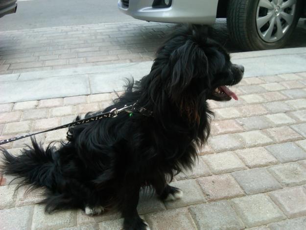 all black dogs all black papillon breeds picture all black dogs all black papillon breeds picture