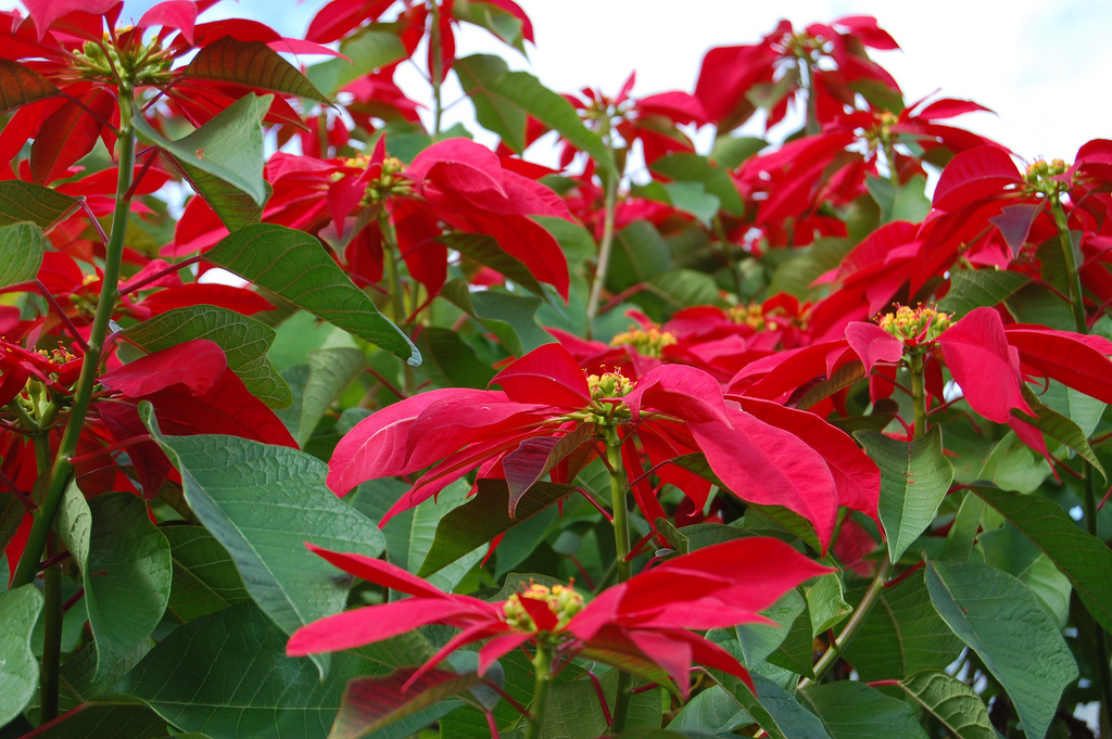 Poinsettias, Mexican Too!