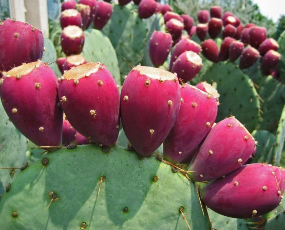 Tunas: Cactus Fruit, the Prickly Pear